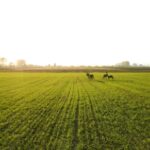 Free Video Backgrounds For Filming Editors, Wheat, Field, Rapeseed, Rural, Grass