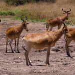 Free Video Cc, Antelope, Ruminant, Wildlife, Deer, Impala