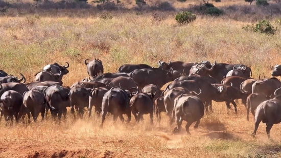 Free Video Clips Copyright Free, Ranch, Cattle, Farm, Cow, Grass