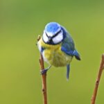 Free Video Clips Download, Jay, Bird, Wildlife, Beak, Feather