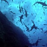 Free Video Clips For Commercial Use, Hammerhead, Shark, Fish, Reef, Sea