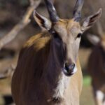 Free Video Clips Sites, Impala, Antelope, Ruminant, Wildlife, Deer