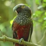 Free Video Content, Bird, Parrot, Beak, Feather, Wildlife