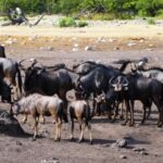 Free Video D, Water Buffalo, Old World Buffalo, Ruminant, Wild, Wildlife