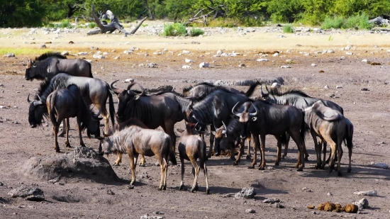 Free Video D, Water Buffalo, Old World Buffalo, Ruminant, Wild, Wildlife