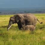 Free Video Download For Editing, Elephant, Mammal, Tusker, Safari, Wildlife