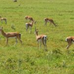 Free Video Download Pexels, Gazelle, Antelope, Impala, Ruminant, Wildlife