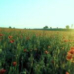 Free Video Editing Effects, Field, Flower, Plant, Landscape, Spring