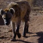 Free Video Elements Effects, Hyena, Canine, Mammal, Wildlife, Wild