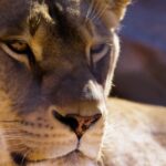 Free Video Footage Archive, Cougar, Wildcat, Feline, Cat, Wildlife