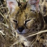 Free Video Footage Download Cat, Predator, Cat, Feline, Lynx, Wildcat