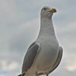 Free Video Footage Download, Gull, Coastal Diving Bird, Seabird, Bird, Wildlife