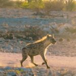 Free Video Footage Download Royalty Free, Hyena, Canine, Mammal, Wildlife, Coyote