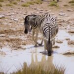 Free Video Footage Download Website, Zebra, Equine, Ungulate, Wildlife, Safari