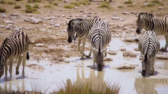 Free Video Footage Download Website, Zebra, Equine, Ungulate, Wildlife, Safari