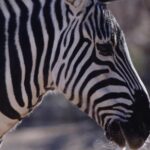 Free Video Footage For After Effects, Zebra, Equine, Ungulate, Safari, Wildlife