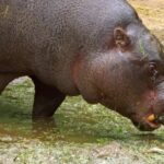 Free Video Footage, Hippopotamus, Ungulate, Mammal, Wildlife, Pig