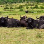 Free Video For Youtube No Copyright, Cattle, Water Buffalo, Ox, Beef, Old World Buffalo