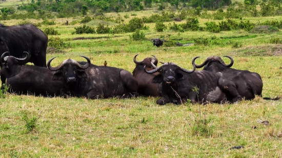 Free Video For Youtube No Copyright, Cattle, Water Buffalo, Ox, Beef, Old World Buffalo