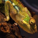 Free Video Forest, Chameleon, Person, Lizard, Reptile, Animal