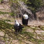 Free Video Free Video, Bald Eagle, Eagle, Bird, Beak, Wildlife