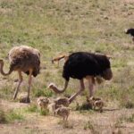 Free Video Free Video Free Video, Ostrich, Bird, Animal, Wildlife, Wild