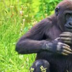 Free Video, Gorilla, Ape, Primate, Monkey, Wildlife