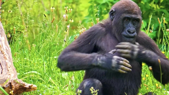 Free Video, Gorilla, Ape, Primate, Monkey, Wildlife