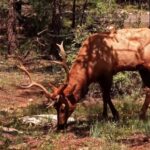 Free Video Library, Mammal, Antelope, Bull, Deer, Wild