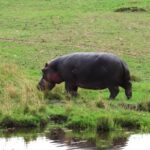 Free Video Library Youtube, Hippopotamus, Ungulate, Mammal, Wild, Wildlife