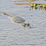 Free Video Loops, Alligator, Crocodile, Water, Reptile, Sea