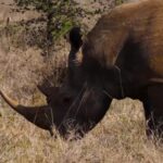 Free Video Loops For Background, Mammal, Elephant, Rhinoceros, Wildlife, Safari