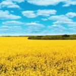 Free Video Motion Backgrounds, Rapeseed, Oilseed, Seed, Field, Fruit