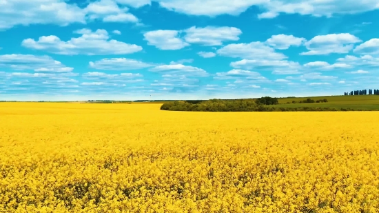 Free Video Motion Backgrounds, Rapeseed, Oilseed, Seed, Field, Fruit