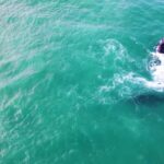 Free Video Of Rain Falling, Great White Shark, Ocean, Water, Sea, Shark