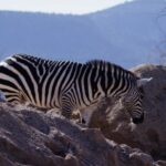 Free Video On, Zebra, Equine, Ungulate, Wildlife, Safari