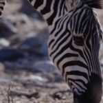 Free Video Photos, Zebra, Equine, Ungulate, Safari, Wildlife