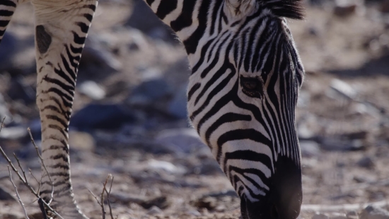 Free Video Photos, Zebra, Equine, Ungulate, Safari, Wildlife