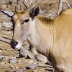 Free Video Stock Animation, Antelope, Cattle, Cow, Gazelle, Farm