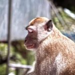 Free Video Stock Footage 4k, Macaque, Monkey, Primate, Wildlife, Wild