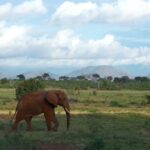 Free Video Stock Footage Reddit, Elephant, Mammal, Horse, Grass, Tusker