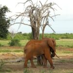 Free Video Transparent Background, Elephant, Mammal, Tusker, Wildlife, Safari