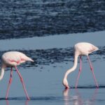 Free Video Zoom Backgrounds, Flamingo, Wading Bird, Aquatic Bird, Bird, Spoonbill