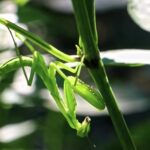 Free Videos For Reels, Mantis, Insect, Arthropod, Plant, Leaf