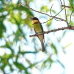 Free Videos For Website, Bee Eater, Bird, Wildlife, Branch, Feather