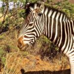 Free Videos For Youtube, Zebra, Equine, Ungulate, Safari, Wildlife