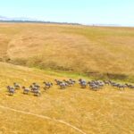 Free Videos No Copyright, Steppe, Plain, Land, Landscape, Field