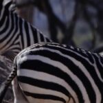 Free Videos Retro, Zebra, Equine, Ungulate, Safari, Wildlife