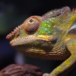 Free View Video, Chameleon, Person, Lizard, Reptile, Eye