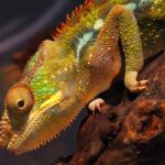 Free Virtual Background Videos For Zoom, Chameleon, Person, Animal, Lizard, Tropical